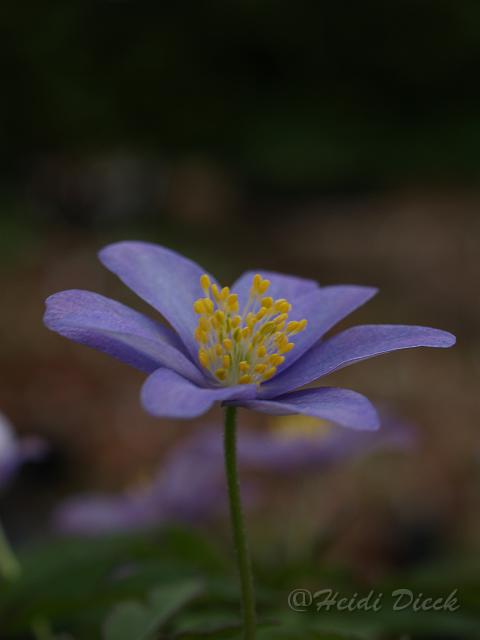 Anemone nemorosa Dee Day5.JPG - Anemone nemorosa 'Dee Day' / Frühlingsanemone, Buschwindröschen - Herrenkamper Gärten